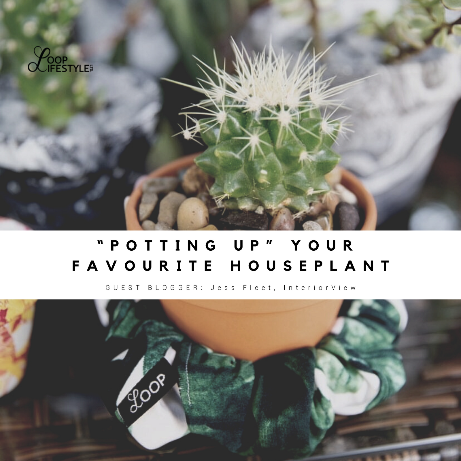 "Potting Up" Your Favourite Houseplant